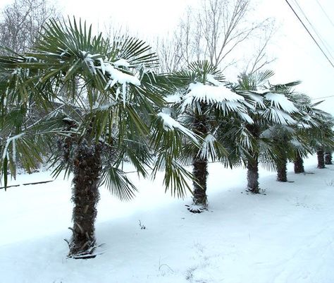 10 Ways To Protect Palm Trees From Winter Freeze, Cold, and Frost Palm Tree Care, Cold Hardy Palm Trees, Majesty Palm, Florida Palm Trees, Florida Plants, Organic Mulch, Plant Delivery, Palm Plant, Sandy Soil