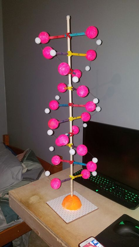 Double helix DNA honors bio project. Materials: popsicle sticks, 2 size foam balls, dow rod, floral wire, pipe cleaners, hot pink paint and a half foam ball for base Dna Helix Model, Dna Double Helix Model, Dna Model Project, Bio Project, School Exhibition, Dna Project, Dna Helix, High School Project, Biology Projects