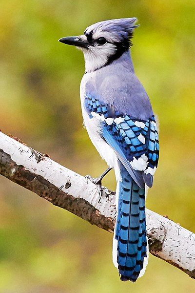 Blue Jay Tattoo, Blue Jay Art, Blue Jay Bird, Outside My Window, Bird Watercolor Paintings, What Is A Bird, Jay Bird, Most Beautiful Birds, Social Behavior