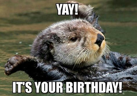 Sea otter birthday Otter Birthday, Otters Cute, Otter Love, Baby Otters, Sea Otter, Cute Animal Pictures, Sweet Animals, Animal Photo, Sea Animals