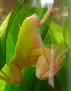 Albino africano Clawed Frog African Clawed Frog, Frog Terrarium, Fish Keeping, Pet Frogs, Tropical Fish Tanks, Quick Chicken Recipes, Different Fish, Salt Water Fish, Salamanders