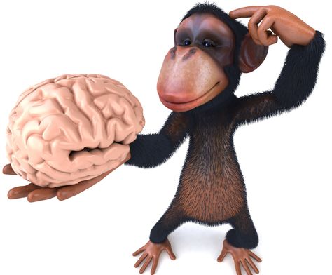 Do You Have A Monkey Mind? - A Daring Adventure http://www.adaringadventure.com/life-coaching/monkey-mind/ #monkeymind #meditation #selfdevelopment #lifecoaching Monkey Brains, Monkey Mind, Changing Your Life, Coaching Skills, A Monkey, Life Coaching, The Hills, Life Coach, Law Of Attraction