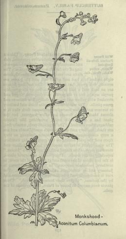 Aconitum Columbianum (1912), by Margaret Armstrong (1867-1944), published in Field book of western wild flowers (1915), page 137. Aconitum Tattoo, Pressed Flower Tattoo, Margaret Armstrong, Nature Sleeve, Wildflower Illustration, Vine Drawing, Wildflower Drawing, Woodcut Illustration, Medieval Tattoo