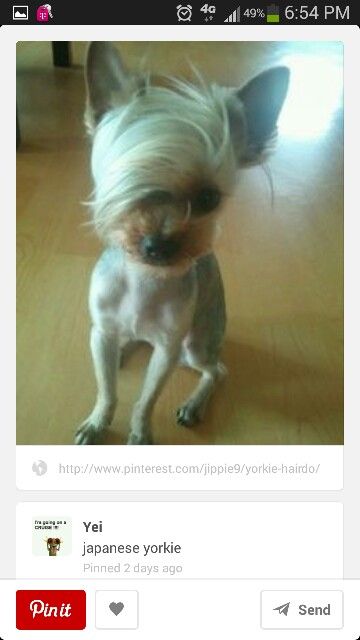 Yorkie Yorkie Haircut, Yorkie Cuts, Beautiful Pets, Ugly Animals, Creative Grooming, Ugly Dogs, Goofy Dog, Ugly Cat, Dog Haircuts