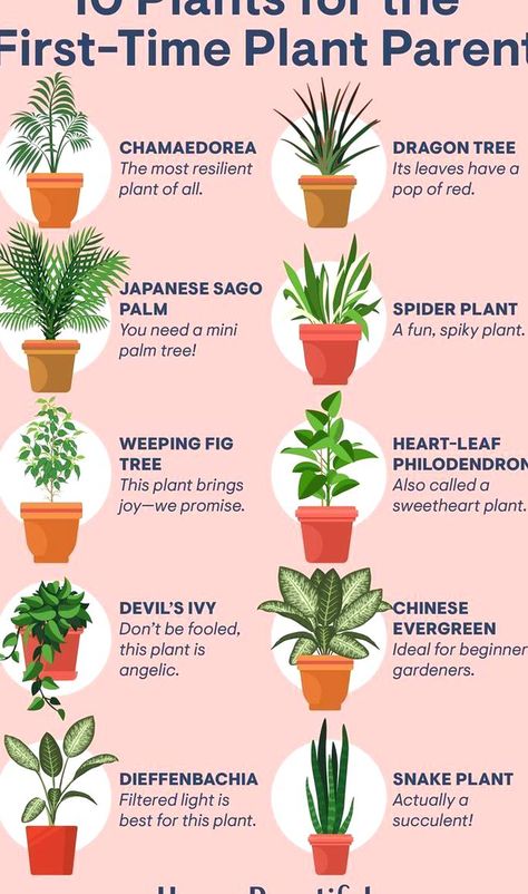 Gardening Beginners, Dark Apartment, Beginners Gardening, Houseplants Low Light, Weeping Fig, Dragon Tree, Alpine Plants, Garden Types, Low Light Plants