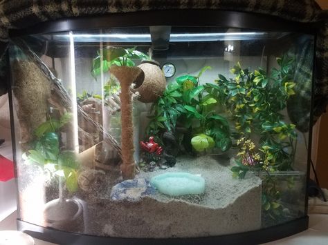 Snail Vivarium, Crab Enclosure, Crabitat Ideas, Crab Habitat, Hermit Crab Habitat, Crab Tank, Hermit Crab Tank, Set Up Ideas, Diy Moss