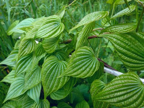 Wild Yam: The Original Birth Control? - Garden Collage Magazine Low Fiber Diet, Wild Yam, Plant Powered, Seed Pods, Birth Control, Health Benefits, Perennials, Vines, Plant Leaves