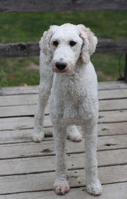 A Bubble off center: I admit it... I LOVE Poodles Shaved Standard Poodle, Shaved Poodle, Doodle Grooming, Poodle Haircuts, Poodle Haircut, Poodle Cuts, Foo Foo, Red Poodles, Golden Doodles