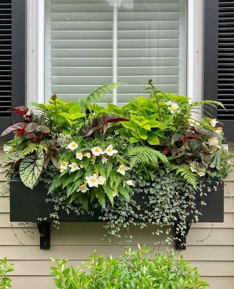 Kate Berry on Instagram: "Nantucket is serious about their window boxes. First slide is my favorite." Part Shade Window Boxes, Summer Window Boxes, Green Window Box, Fall Window Boxes, Window Box Plants, Window Box Garden, Spring Planter, Plant Containers, Summer Window