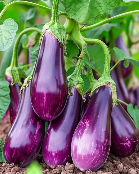 Eggplant Growing, Eggplant Garden, Egg Plants, Growing Eggplant, Eggplant Plant, Design Garden Ideas, Eggplant Seeds, Flea Beetles, Powdery Mildew