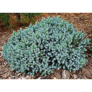 Juniper Shrub, Juniperus Squamata, Blue Star Juniper, Low Maintenance Landscaping Front Yard, Shrubs For Landscaping, Planting Ideas, Australian Garden, Garden Shrubs, Low Maintenance Landscaping