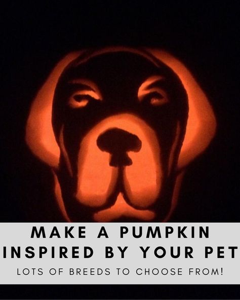 Want to make a pumpkin for your pet? It's easy with these simple DIY directions and these free printable pumpkin carving templates! There are lots of different dog breeds to choose from! Animal Pumpkin Carving, Free Printable Pumpkin Carving Templates, Dog Pumpkin Carving, Pumpkin Stencils Free Printable, Animal Pumpkin, Carving A Pumpkin, Pumpkin Stencils Free, Carve A Pumpkin, Dog Template