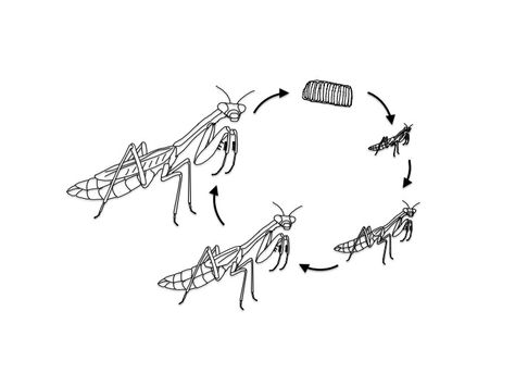 Praying Mantis Life Cycle, Praying Mantis, Life Cycle, Life Cycles, Science