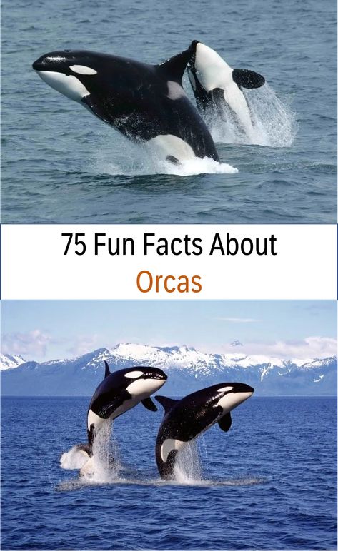 Over 75 fun facts about Orcas including 25 fun facts about Orcas especially for kids, plus learn more about where they live, what they eat, what they do, and so much more! #funfacts #orcas Orca Habitat Project, Whale Facts For Kids, Orca Facts, Teaching Prek, Orca Art, Whale Facts, Habitats Projects, Pilot Whale, Dolphin Family