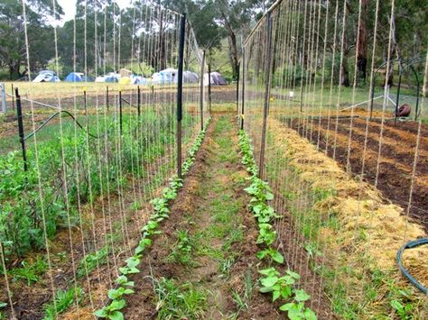 bean banjo Bean Growing, Raised Vegetable Planter, Bean Trellis, Borlotti Beans, Scarlet Runner Beans, Purple Beans, Building A Trellis, Runner Beans, Pole Beans