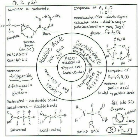 biology-replicate Biology Worksheet, Biology Resources, Biology Classroom, Biology Labs, High School Biology, Ap Biology, Biology Teacher, Biology Lessons, Teaching Biology