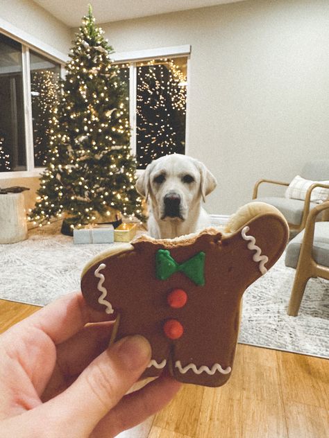 Christmas picture to take with your dog. Simple ane cute. Dog gingerbread man Dog Holiday Photoshoot, Dog Christmas Photoshoot, Dog Christmas Pictures, Photo Backdrop Christmas, Christmas Picture, Christmas Photoshoot, Dog Christmas, Dog Photography, Christmas Pictures