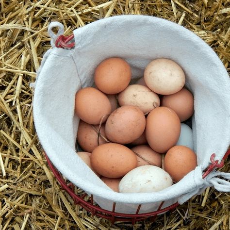 The Truth behind Farm Fresh Eggs vs Store-Bought Eggs - The Homestead Nurse Farm Fresh Eggs Vs Store Bought, Types Of Eggs, Types Of Chickens, Cage Free Eggs, Science Fair Project, Farm Eggs, Organic Eggs, Farm Fresh Eggs, Science Fair Projects