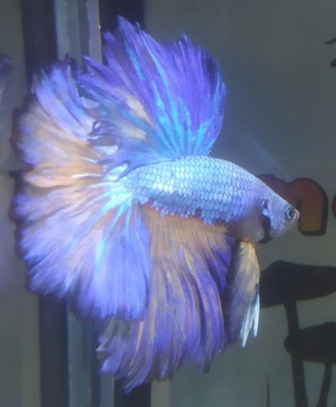 Cool Betta Fish, Beautiful Beta Fish, Galaxy Betta Fish, Pretty Beta Fish, Poisson Aesthetic, Pretty Betta Fish, Beta Fish Aesthetic, Betta Fish Aesthetic, Fishes Aesthetic