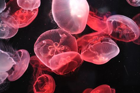 Pink Jellyfish, Deep Sea Creatures, Wall E, Ocean Creatures, Sealife, Underwater World, Red Aesthetic, Cool Stuff, Ocean Life