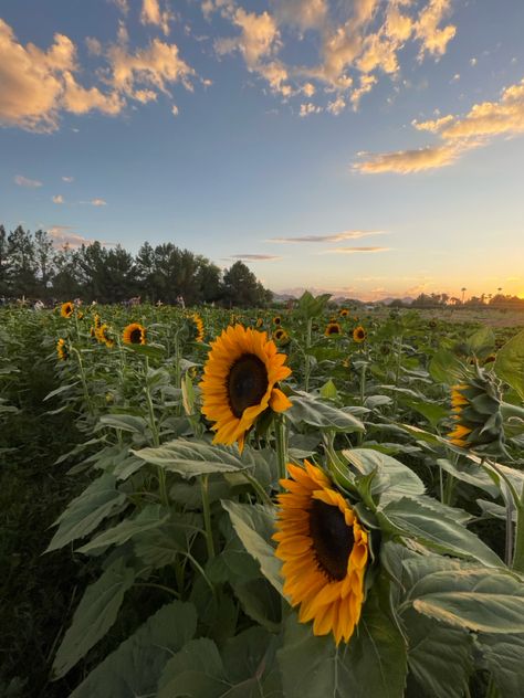 #sunflower #garden #sunset #aesthetic #halloween Sunflower Garden Aesthetic, Patch Aesthetic, Sunflower Aesthetic, Sunflower Season, Sunflower Patch, Sunflower Garden, Garden Aesthetic, Aesthetic Halloween, Sunset Aesthetic