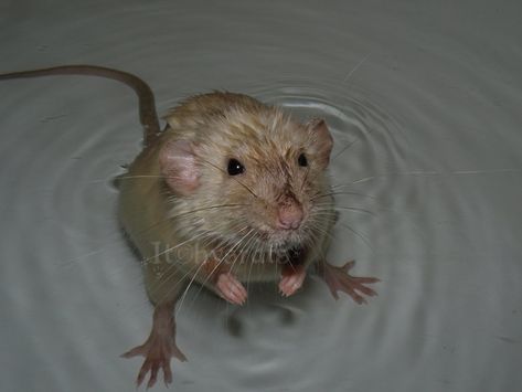 bathtime by Itchys-rats on DeviantArt Wet Animals, Wet Rat, Adorable Rats, Cartoon Rat, Mole Rat, Rat Look, Cute Rats, Silly Images, Speed Paint