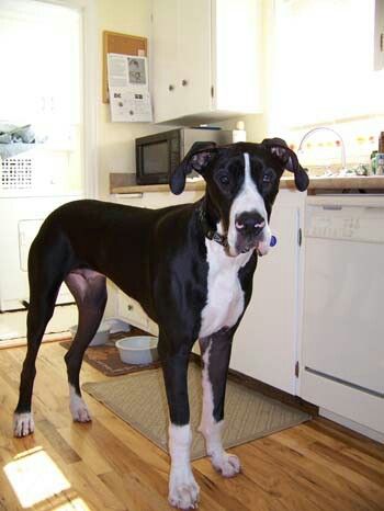 When your great dane is so big that it can get food right off the kichen counter that's when you start thinking "why did I get a great dane?" Mantle Great Dane, Dane Puppies, Stain Removers, Great Dane Puppy, Giant Dogs, Real Dog, Great Dane Dogs, Dream Dog, Dogs Pooping