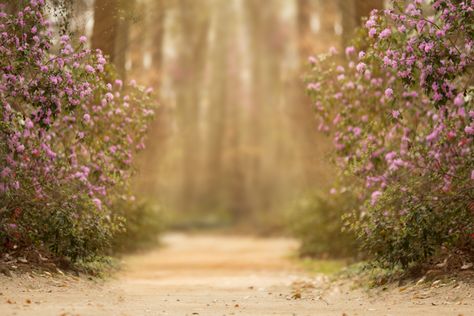 Flower Field Photography, Field Photography, Digital Photography Backdrops, Photoshop Digital Background, Beginner Photo Editing, Photoshop For Photographers, Photo Editing Photoshop, Photography Basics, Fields Photography