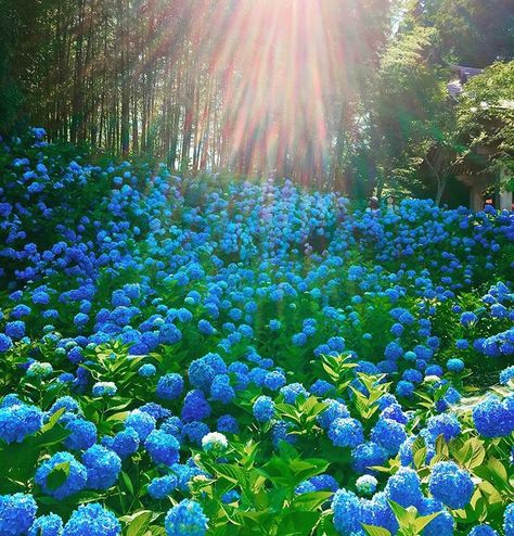 Hydrangea Season, Hydrangea Care, Hydrangea Garden, Gorgeous Flowers, Beautiful Sights, Rising Sun, Watercolor Inspiration, Blue Hydrangea, Nature Aesthetic