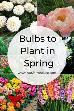 Bulbs To Plant In Spring, Spring Garden Flowers, Different Types Of Flowers, Flower Plants, Garden Wallpaper, Garden Bulbs, Cut Flower Garden, Spring Plants, Flower Gardening