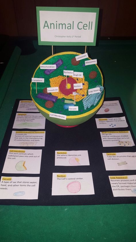 Diy Animal Cell Project, Animal Cell Project Ideas Models, Animal Cell Project Ideas, 3d Animal Cell Project, 3d Cell Project, Animal Cell Diagram, Animal Cell Model Project, 3d Animal Cell, Animal Cell Model