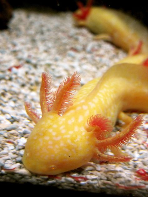 Golden Axolotls Golden Axolotl, Gold Axolotl, Axolotl Names, Orange Axolotl, Axolotl Yellow, Aesthetic Axolotl, Axolotl Aesthetic, Axolotl Oc, Axolotl Wallpaper