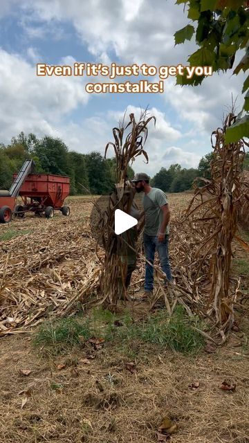 Allie | Farmhouse4010 on Instagram: "I just needed some cornstalks for my fall front porch decor! 😉" Corn Shocks Front Porches, Cornstalks Front Porch, Fall Front Porch Decor, Front Porch Decor, Fall Front Porch, Fall Front, Porch Decor, I Fall, Porch Decorating