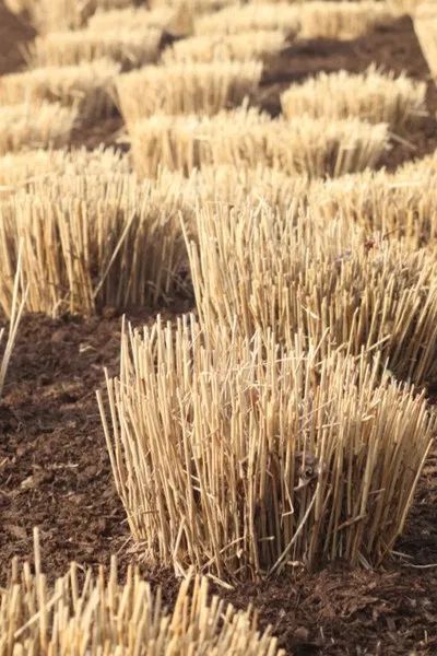 Can You Cut Ornamental Grasses Back In The Fall? The Answer & More! Ornamental Grass Landscape, Feather Reed Grass, Tall Ornamental Grasses, Fall Clean Up, Outside Fall Decor, Perennial Grasses, Grasses Landscaping, Grasses Garden, Lawn And Landscape