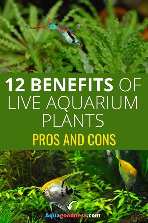 Freshwater Aquarium Plants, Tropical Fish Tanks, Fresh Water Fish Tank, Nano Aquarium, Live Aquarium Plants, Aquarium Setup, Tropical Aquarium, Aquascape Aquarium, Freshwater Aquarium Fish