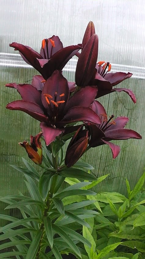 Lilies Purple, Red Collage, Girls Just Wanna Have Sun, Peruvian Lilies, Tiger Lilies, Purple Lily, Earthly Delights, Nothing But Flowers, Flower Therapy