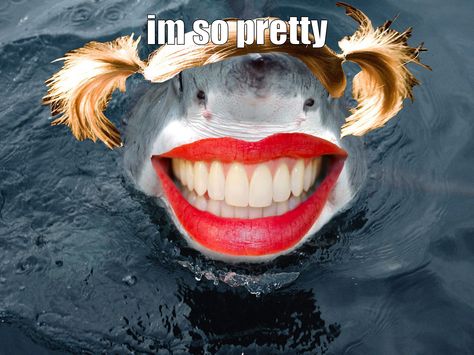 pretty shark Sharks With Human Teeth, Extra Teeth, Teeth Funny, Teeth Humor, All About Sharks, Human Teeth, Teeth Shape, Shark Week, Shark Teeth