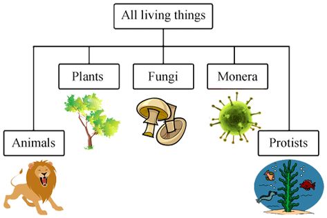 Classifying Living Things (TCE) Diagram | Quizlet Classification Of Living Things, Rights Respecting Schools, Classifying Plants, Cc Foundations, Science Kids, Start Studying, Learn Vocabulary, Plant Fungus, Teaching Biology