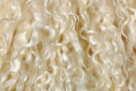 Mohair goat (Capra hircus aegagrus), close-up fur, Kid Mohair, mohair goat also… Mohair Goat, Animals In Winter, Painting Fur, Angora Goat, Mongolian Fur, Roblox Clothes, Rockstar Gf, Angora Goats, Mohair Wool