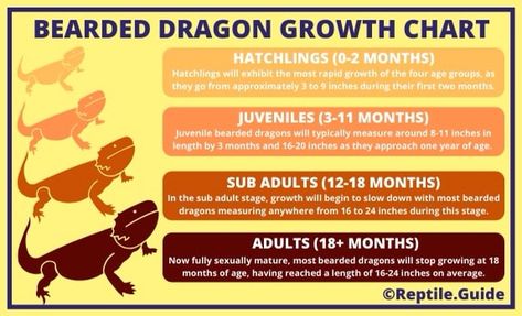 Baby Bearded Dragon, Class Pet, Weight Charts, Growth Charts, Proper Diet, Growth Chart, Bearded Dragon, Slow Down, Vitamins