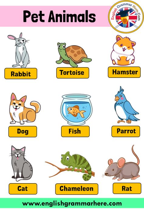 English Pet Animals Names, Definition and Example Sentences Pet Animals Names In this lesson we will examine the topic of pet animal names. Animals can be divided into wild and domesticated animals. Animals that grow in nature and obtain their own food are wild animals. But among the wild animals are animals raised by humans, kept away from the natural habitat and tame. So in short, there are those who can be tamed from wild animals. Animals that are fed by human beings, have learned to live ... Informal Words, Animals Name In English, English Activities For Kids, Animal Flashcards, Animal Worksheets, Learning English For Kids, English Worksheets For Kids, Flashcards For Kids, Kids English