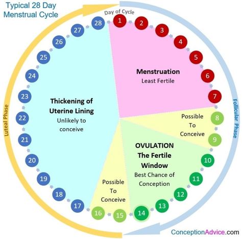 Menstrual Cycle Calendar, Fertility Calendar, Pregnancy Chart, Ovulation Calendar, Ovulation Cycle, Fertility Foods, Pregnancy Info, Get Pregnant Fast, Menstrual Health