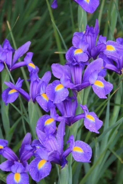 Iris Flowers Aesthetic, Iris Pictures, Focal Flowers, Purple Iris Flowers, Flowers Iris, Dutch Iris, Floral Design Classes, Flower Identification, Cottage Garden Design