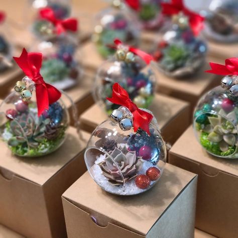 Christmas Air Plant Ideas, Air Plant Christmas Ornaments, Christmas Succulents Gift, Christmas Succulent Ideas, Christmas Greenery Decor, Succulent Christmas, Christmas Souvenir, Plant Workshop, Succulent Ideas