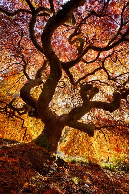 Japanese Maple / Kubota Garden, Seattle WA Chaotic Art, Earth Ship, Angel Oak, Trees Beautiful, Amazing Trees, Flame Tree, Infrared Photography, Natural Magic, Belle Nature