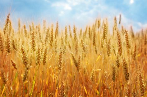 Wheat field. Against the blue sky , #affiliate, #field, #Wheat, #sky, #blue #ad Agriculture Ads, Agriculture Aesthetic, Science Decor, Blind Dog, Art Birthday Party, Wheat Field, Wheat Fields, Aesthetic Background, Dog Hacks