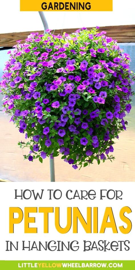 I love having hanging baskets of petunia flowers on my front porch. This guide will show you how to take care of your petunias in hanging baskets so they have wonderful displays of blooms for the entire season. It's a great way to add curb appeal, and one of the easiest outdoor home decor projects. Caring For Petunias, Petunia Hanging Baskets, Petunia Care, Hanging Baskets Diy, Petunia Flowers, Petunia Plant, Front Porch Flowers, Hanging Plants Outdoor, Petunia Flower