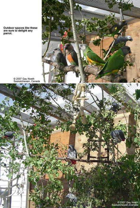 Planted Aviary, Indoor Aviary, Parrot Ideas, Diy Parrot, Diy Parrot Toys, How To Build Abs, Cockatiel Cage, Pet Parrot, Bird Sanctuary