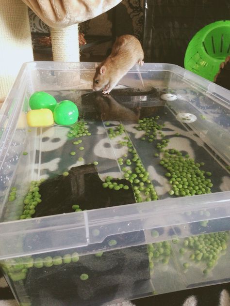 Ratties diving pool with peas, rat activity, things to do with rats Rat Free Roam Area, Rat Activity, Diy Rat Toys, Pet Rat Cages, Rat Care, Rat Cage Accessories, Rat Boy, Pet Rodents, Diving Pool