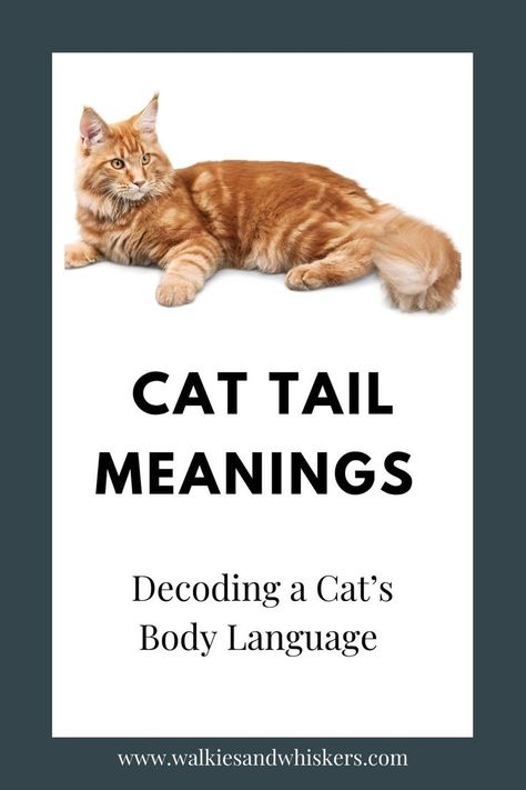 Cat Tail Meanings - Decoding a Cat’s Body Language | Walkies and Whiskers Cat Tail Meaning, Cat Tails, Human Spine, Cat Language, Cat Body, Cat S, Cat Tail, Cat Quotes, Facial Expressions